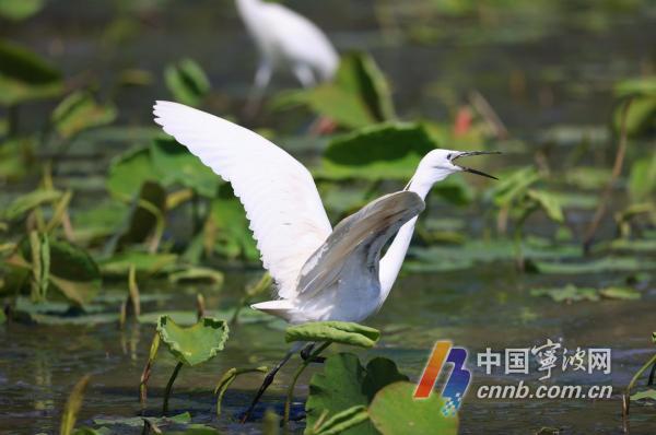 Reiher bewohnen den Dongqian-See